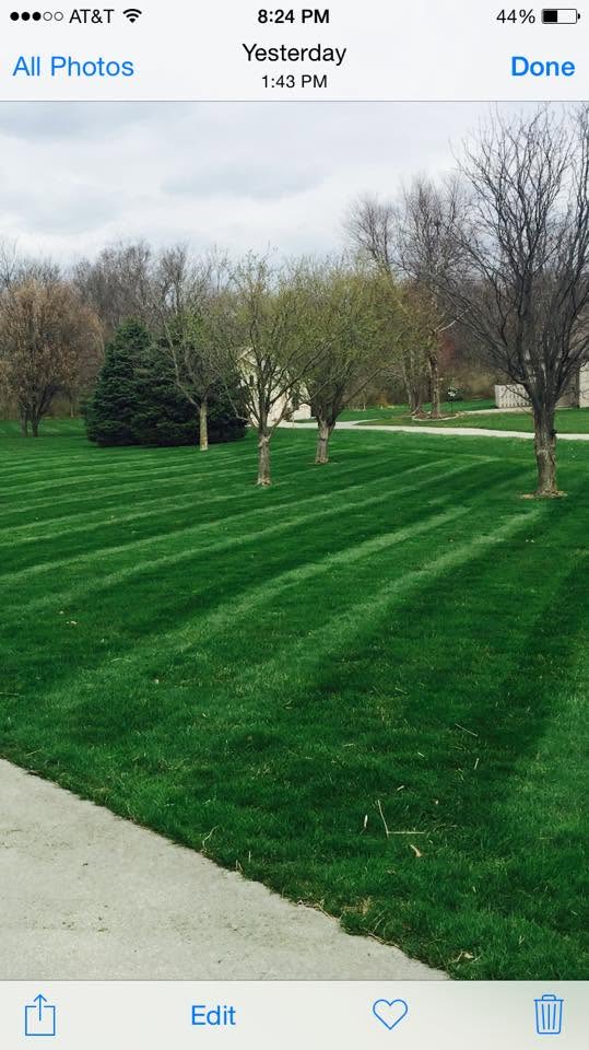 Spring lawn freshly mowed with visible stripes and trimmed tree rings